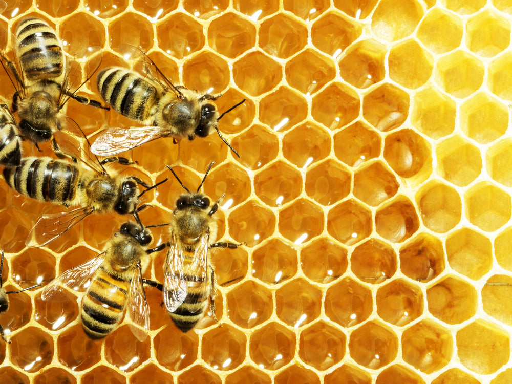 Quelques abeilles sur un cadre