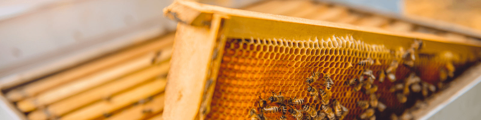 Photo d'un cadre de ruche avec des abeilles.