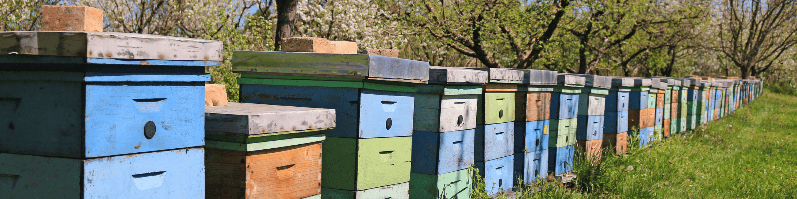 photo de ruches alignees